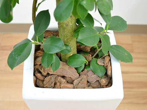 Amazon｜ガジュマル 一本立ち ロングスクエア陶器鉢植え 7号 選べる